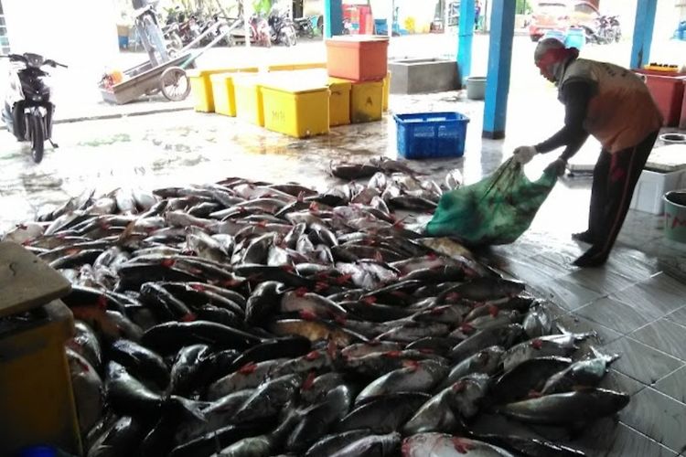 Rahasia Rasa Ikan Segar di Pinggir Pantai Cilacap